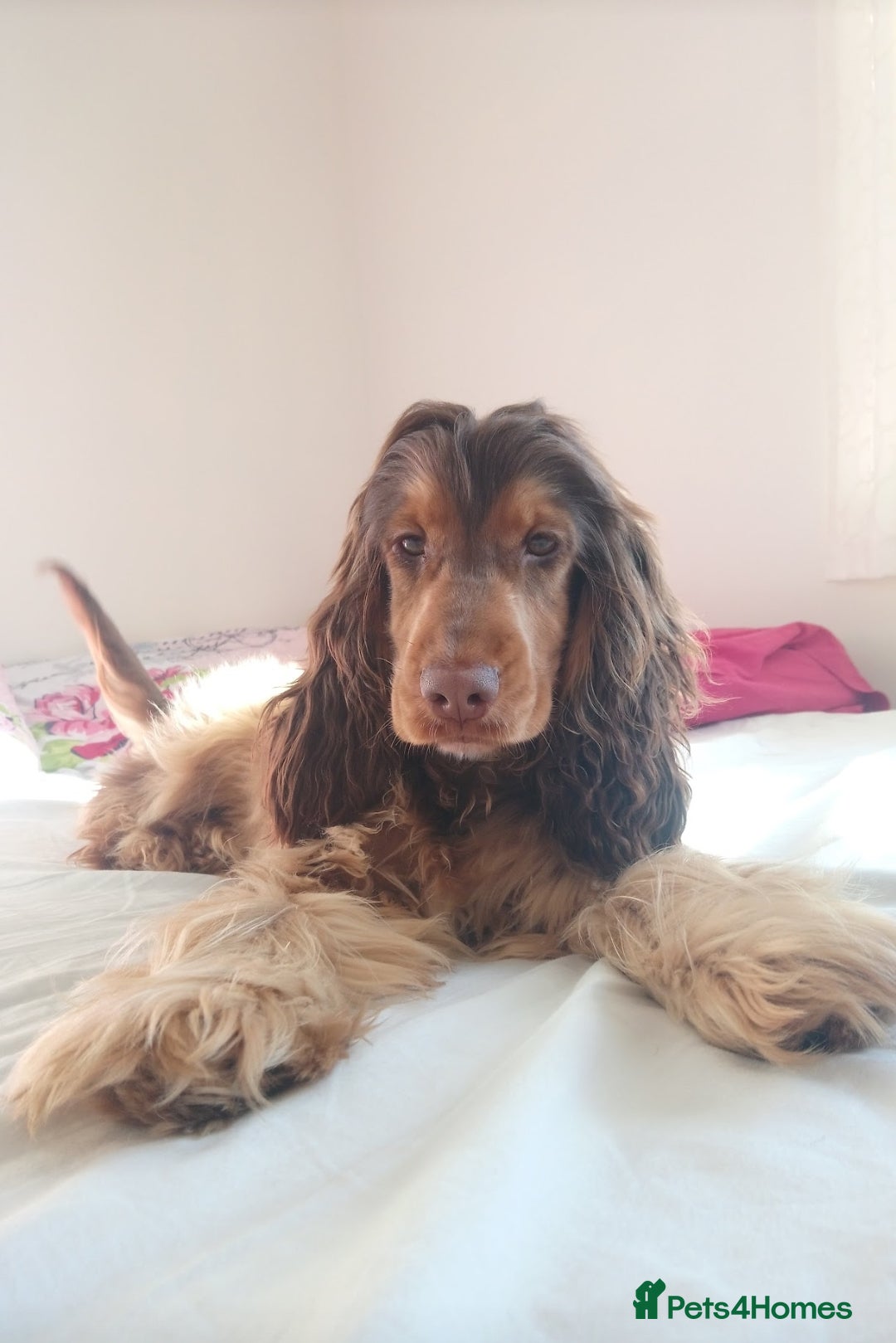 Cocker Spaniel dogs for stud: KC Choc Sable Cocker Spaniel  in Buckingham - Advert 11