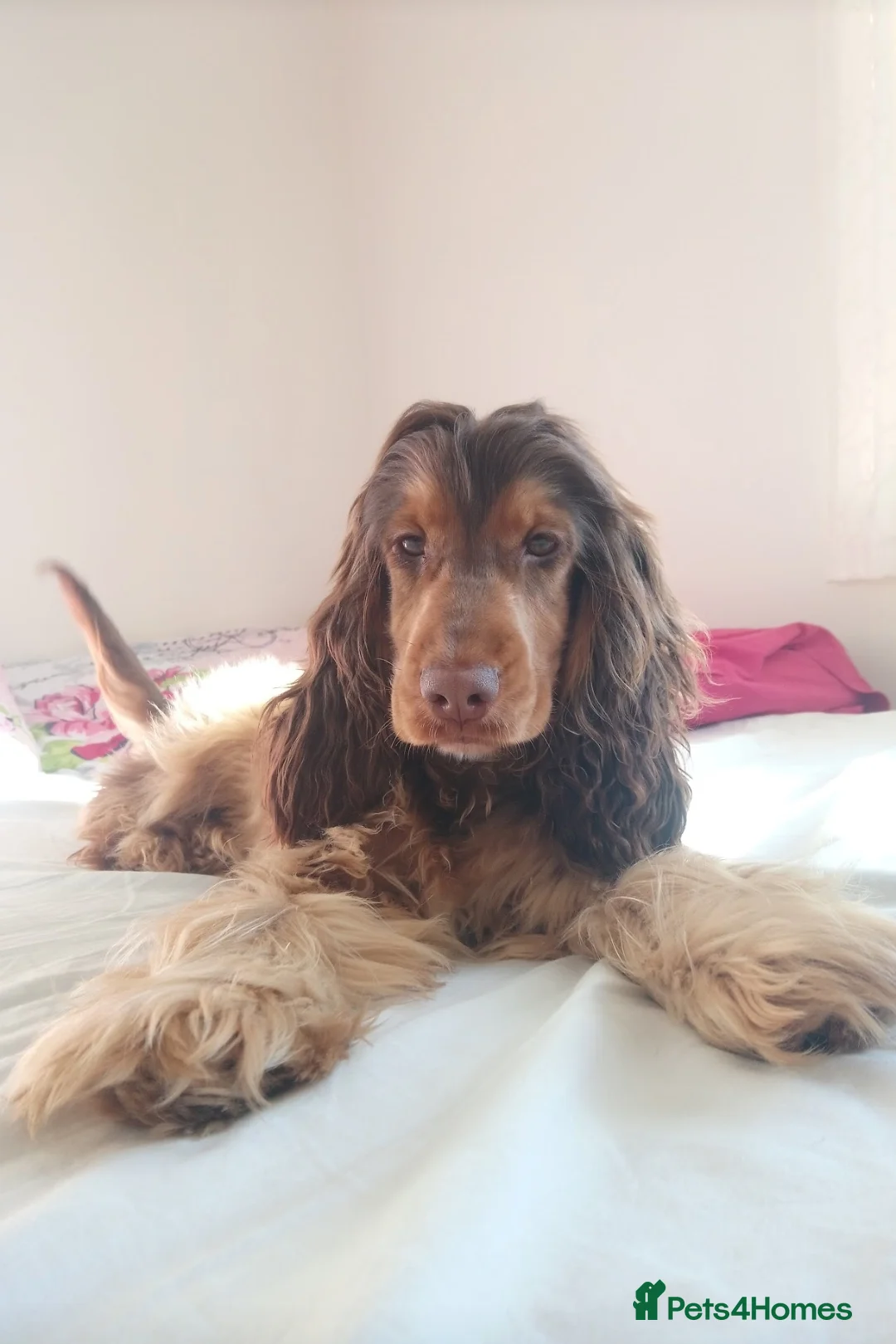 Cocker Spaniel dogs for stud: KC Choc Sable Cocker Spaniel  in Buckingham - Advert 11