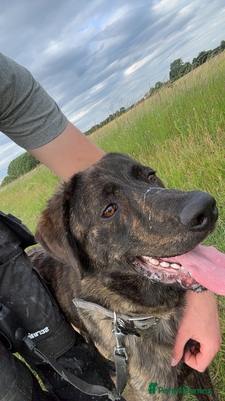 Mixed Breed dogs 10 Month old Male Castro Laboreiro - Advert 1