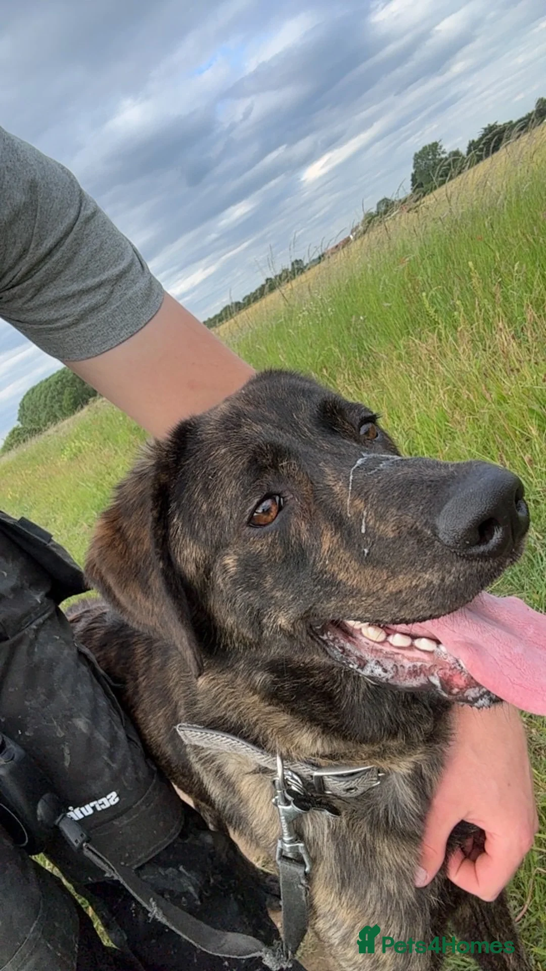 Mixed Breed dogs for sale: 10 Month old Male Castro Laboreiro in Sleaford - Advert 1