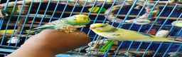 Budgerigars birds for sale: Eight Vibrant Budgies (EVERYTHING INCLUDED) in Haverfordwest - Advert 5