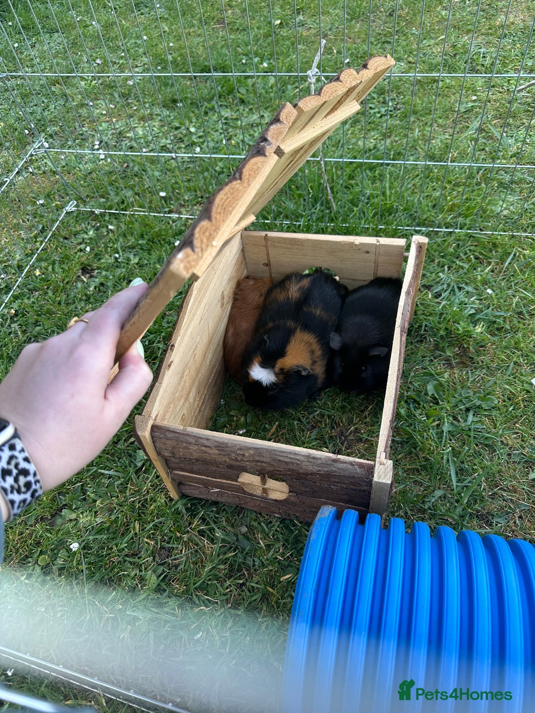 Guinea Pig rodents for sale: Three boars for new homes 🏠  - Image 5