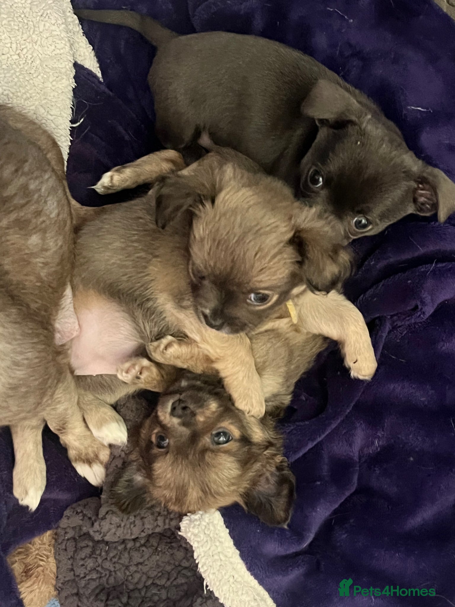 Chihuahua dogs Adorable Chihuahuas 💕❤️ - Advert 4