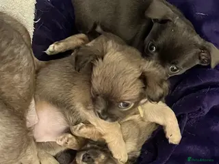 Chihuahua dogs Adorable Chihuahuas 💕❤️ - Advert 4