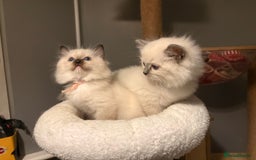 Ragdoll cats for sale: Tica European Ragdoll kittens  - Image 9
