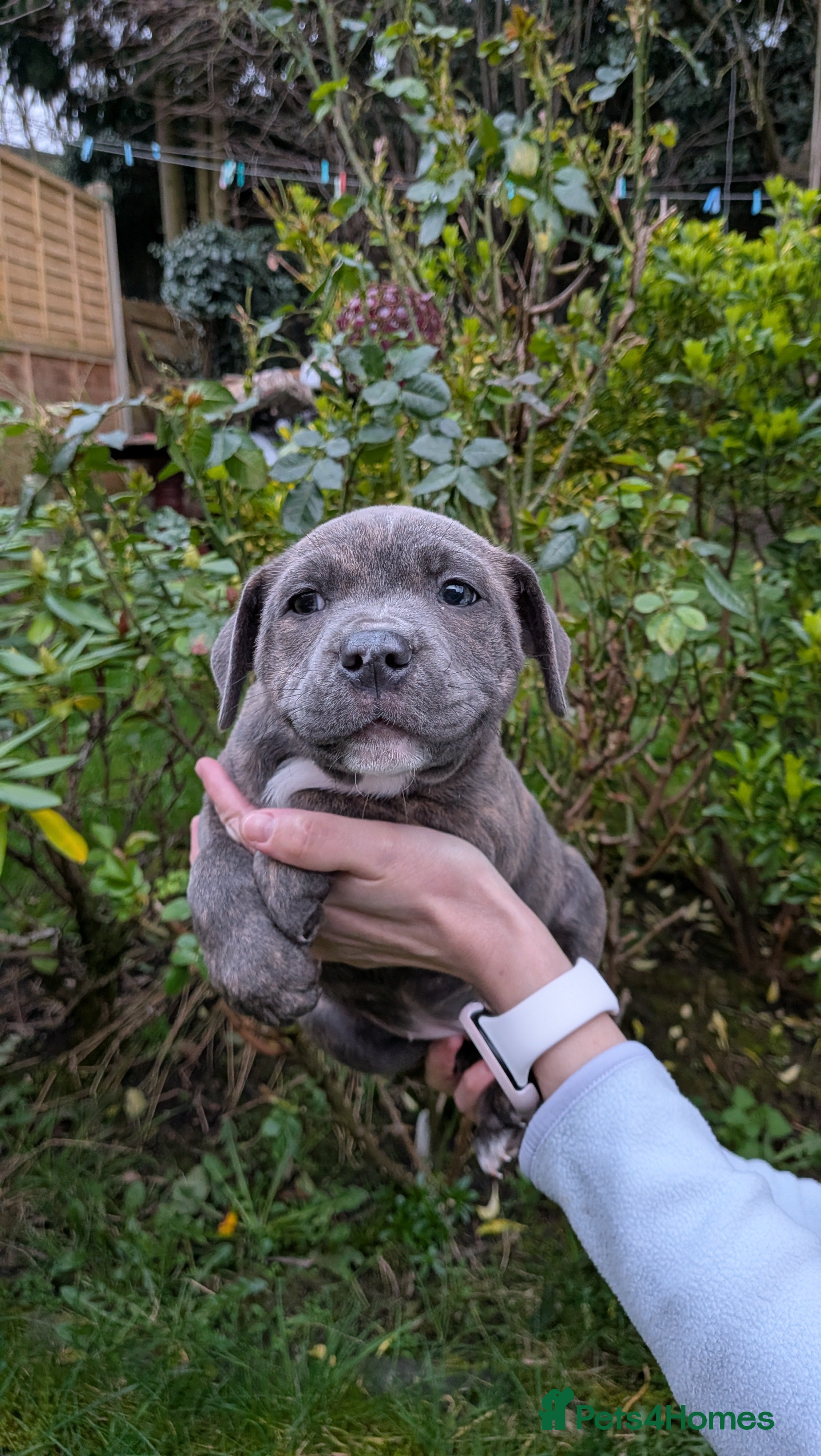 Staffordshire Bull Terrier dogs Staffordshire bull terrier blue brindle 1 girl lef - Advert 2