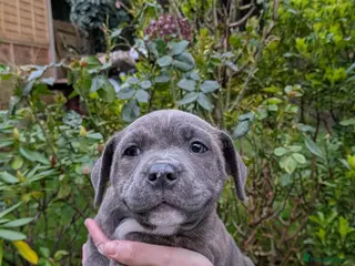 Staffordshire Bull Terrier dogs Staffordshire bull terrier blue brindle 1 girl lef - Advert 10