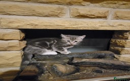 Mixed Breed cats for sale: 2 boys and 1 girl - Image 2