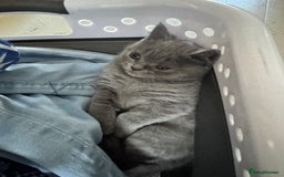 British Shorthair cats for sale: Blue British kittens beautiful  - Image 5