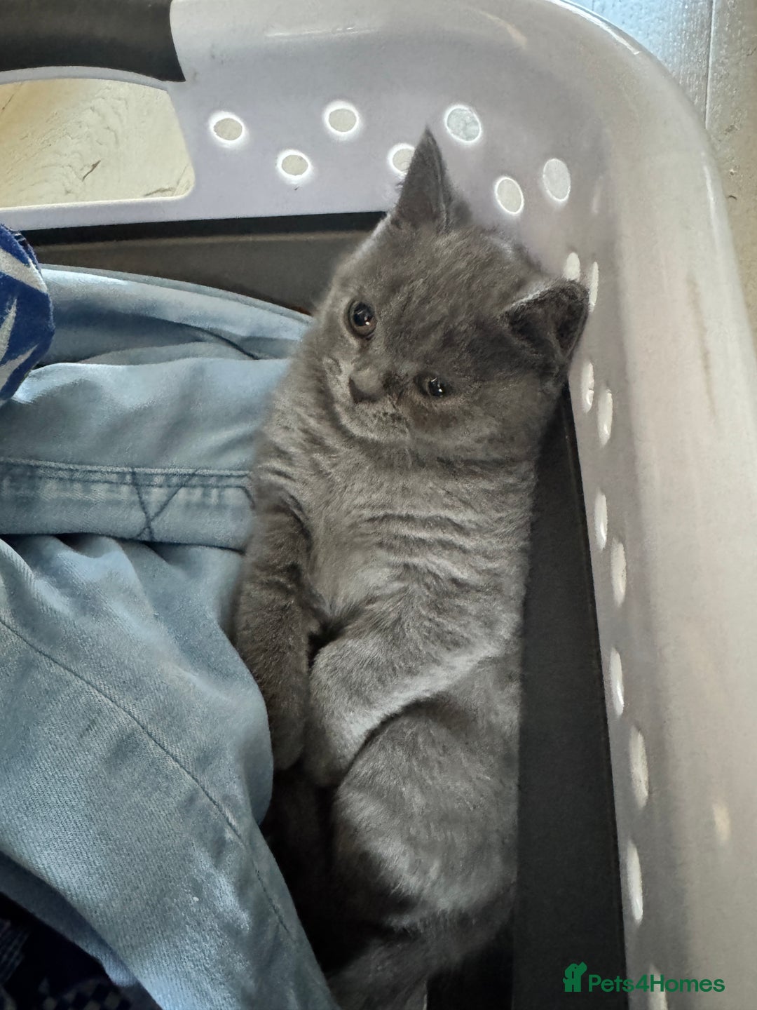 British Shorthair cats for sale: Blue British kittens beautiful  - Image 5