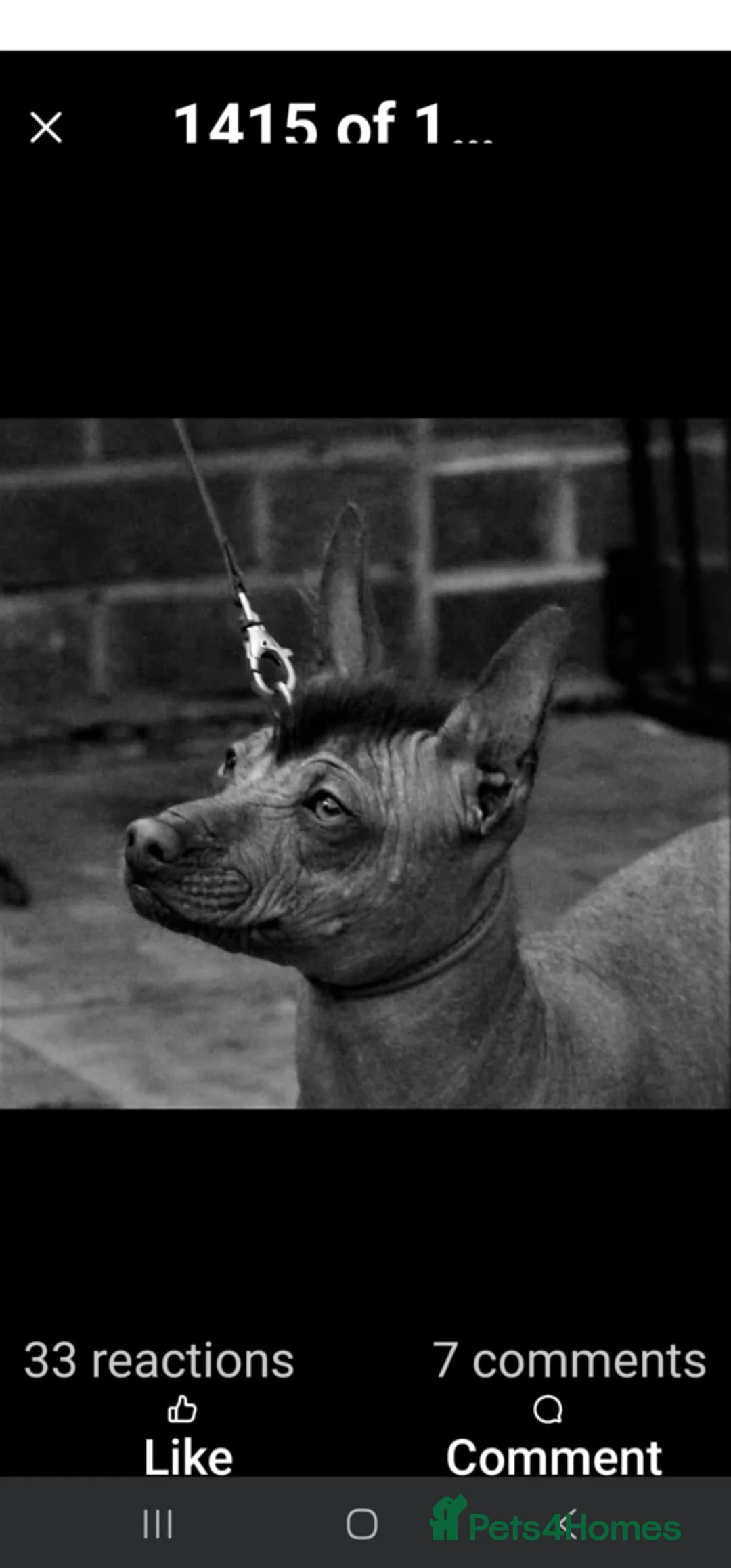 Mexican Hairless dogs for sale: 1 mini girl naked 1400 - Advert 28