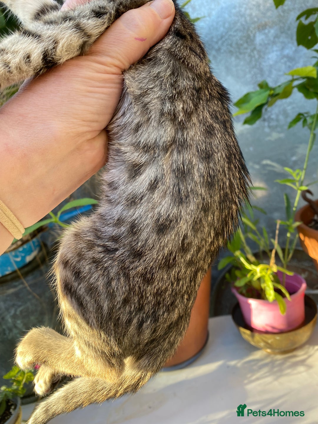 Savannah cats for sale: PDGREE BROWN SPOT  LOVIN SAVANNAH GIRL F5SBT - Image 10