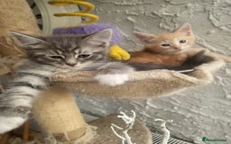 Siberian cats for sale: Siberian kittens - Image 6