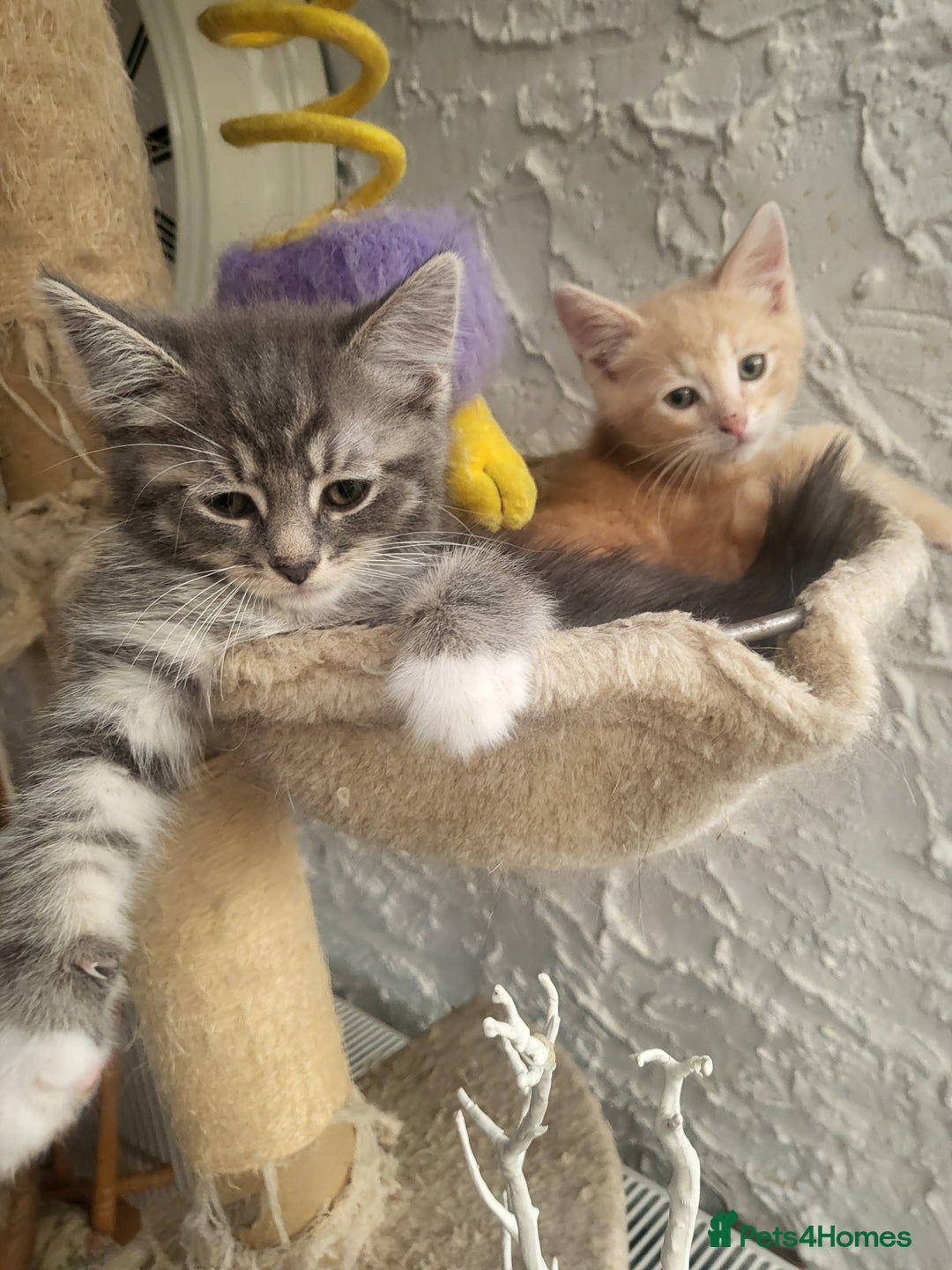Siberian cats for sale: Siberian kittens - Image 6