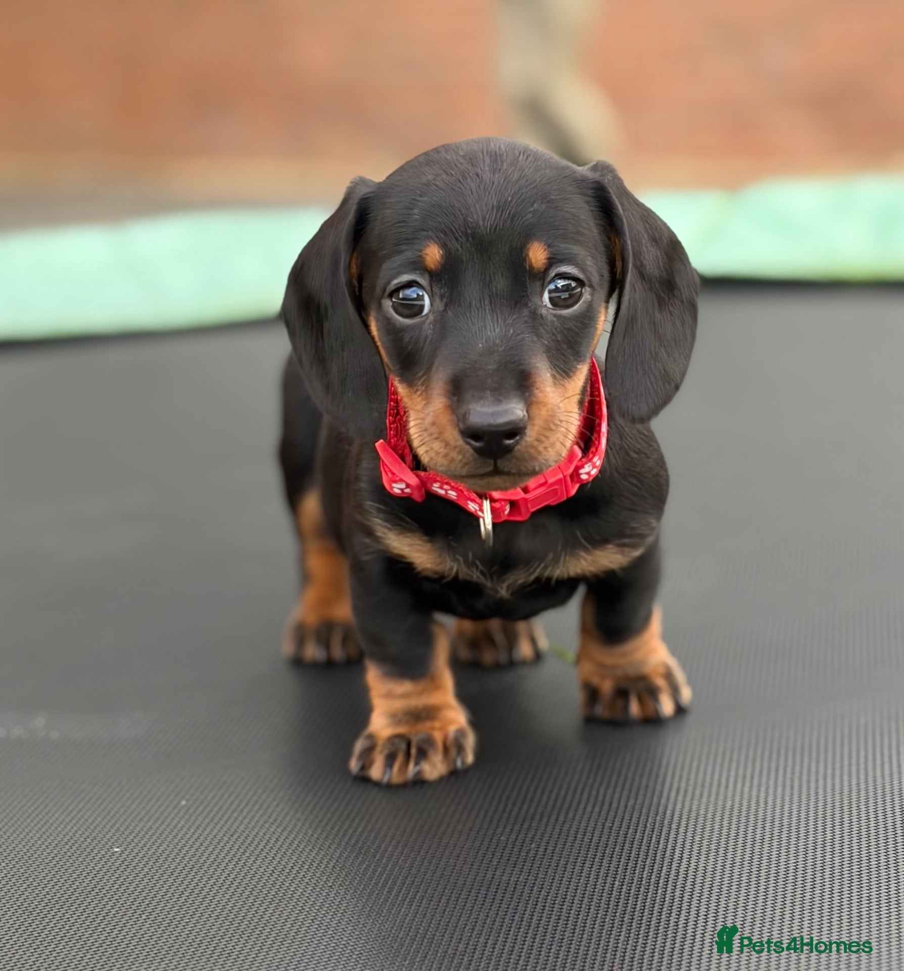 Miniature Dachshund dogs 3 stunning mini dachshunds for sale❤️🏡🥰 - Advert 1