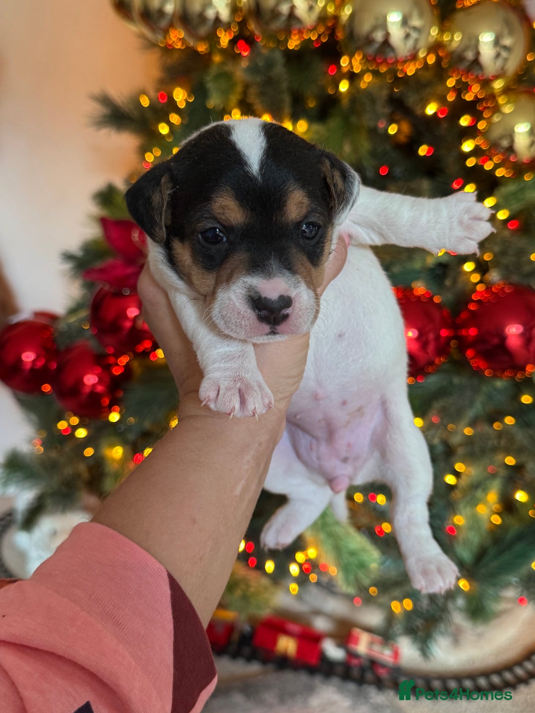 Jack Russell dogs for sale: Jack Russel terriers 3 - Advert 4