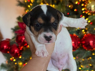 Jack Russell dogs Jack Russel terriers 3 - Advert 3