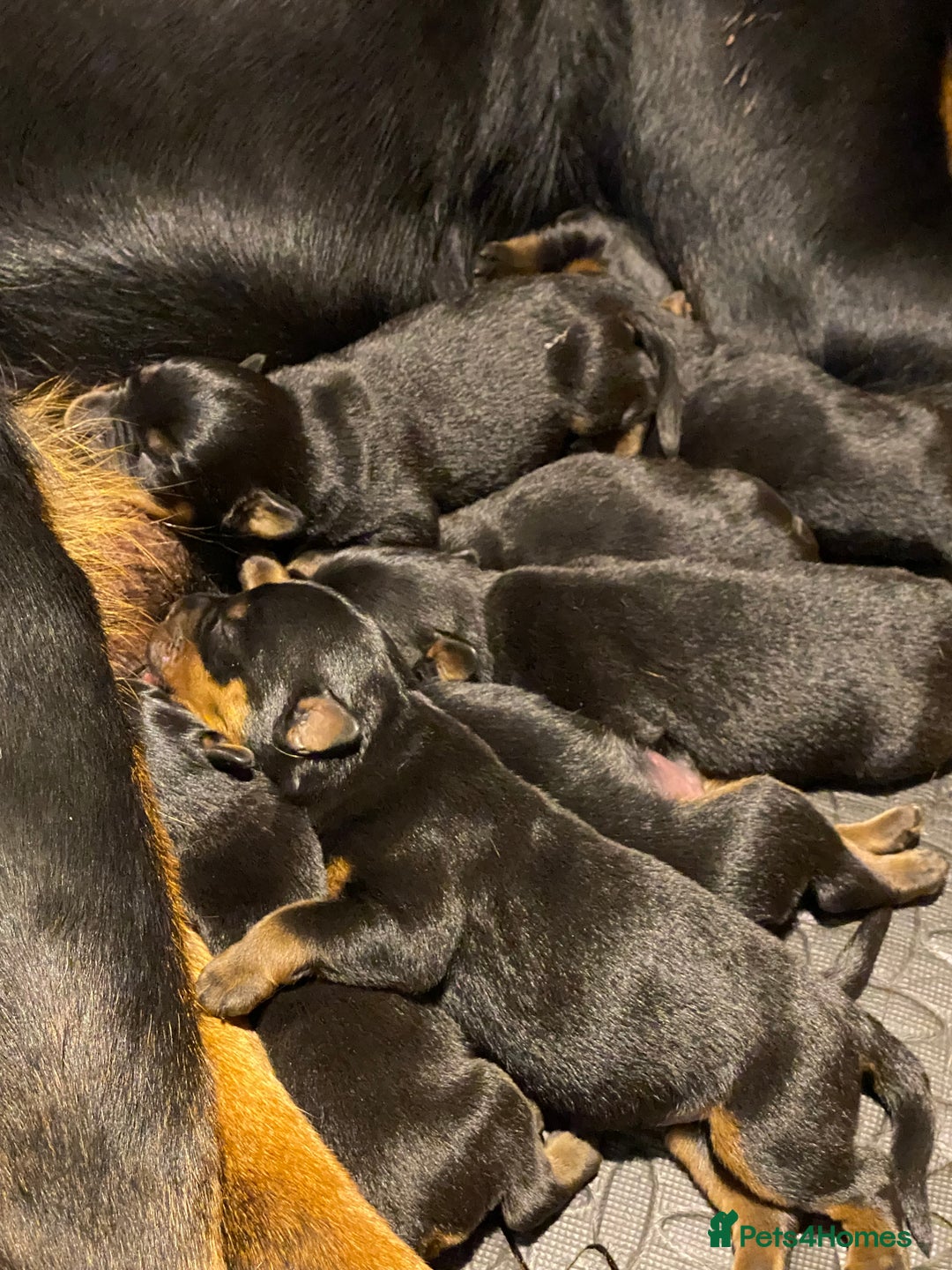 Rottweiler dogs for sale: Purebred Rottweiler Puppies - Advert 2