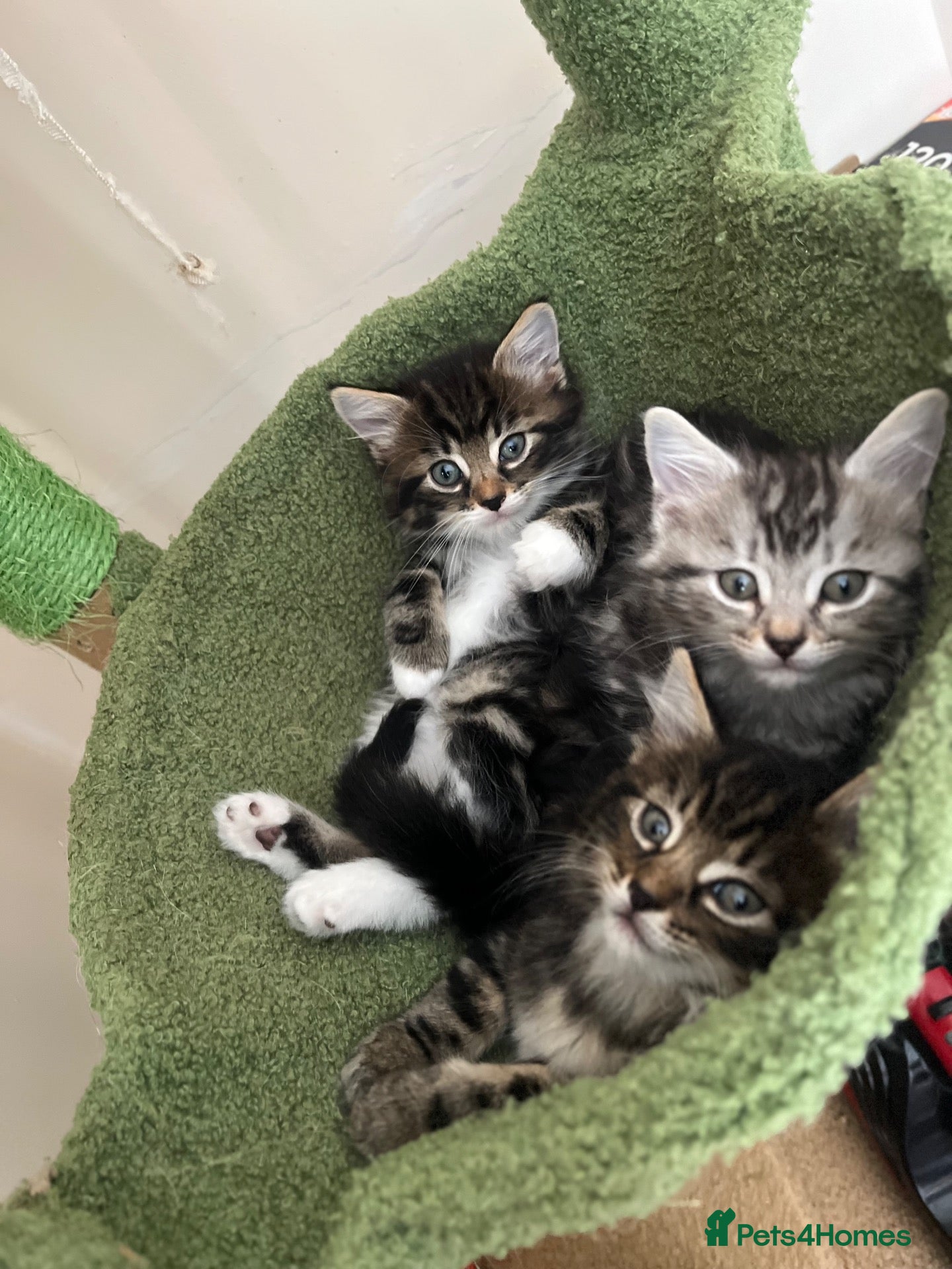 Mixed Breed cats Spiral tabby kittens 😍 - Advert 1