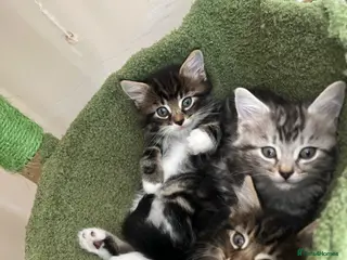Mixed Breed cats Spiral tabby kittens 😍 - Advert 1