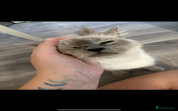 Ragdoll cats for sale: Beautiful female ragdoll  - Image 3
