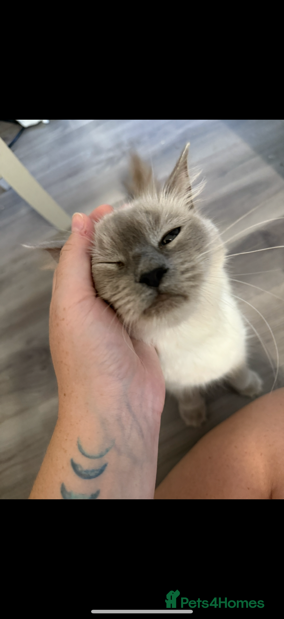 Ragdoll cats for sale: Beautiful female ragdoll  - Image 3