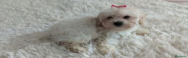Maltipoo Puppy 4