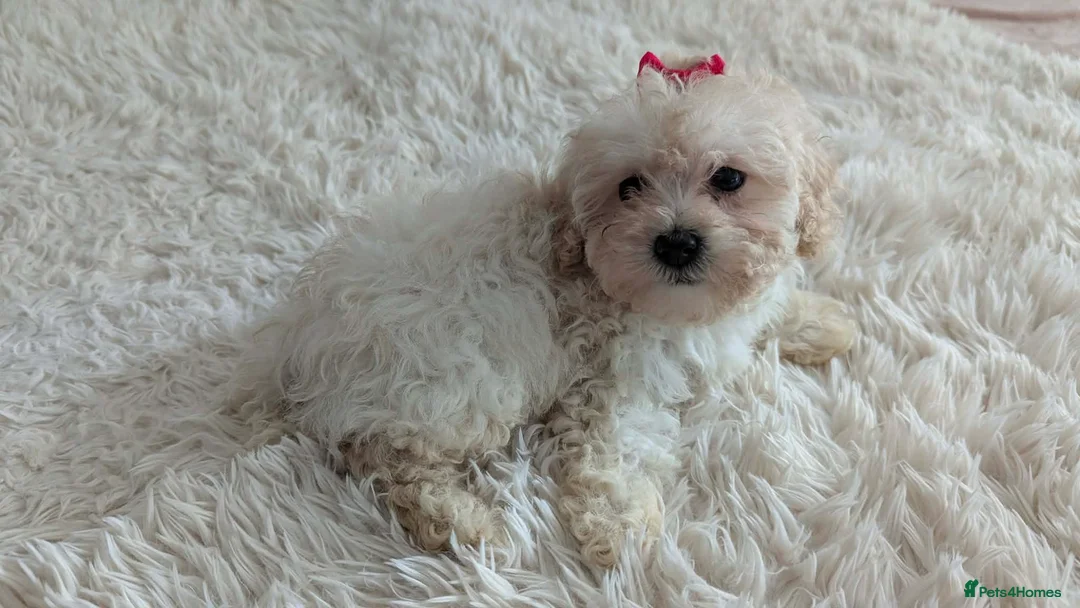 Maltipoo dogs for sale: Dominic C - Advert 18