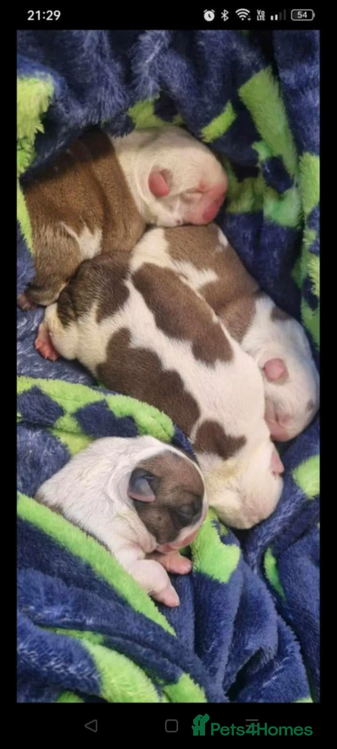 English Bulldog dogs for stud: For Stud: George (red/white) PROVEN in Brighouse - Advert 14