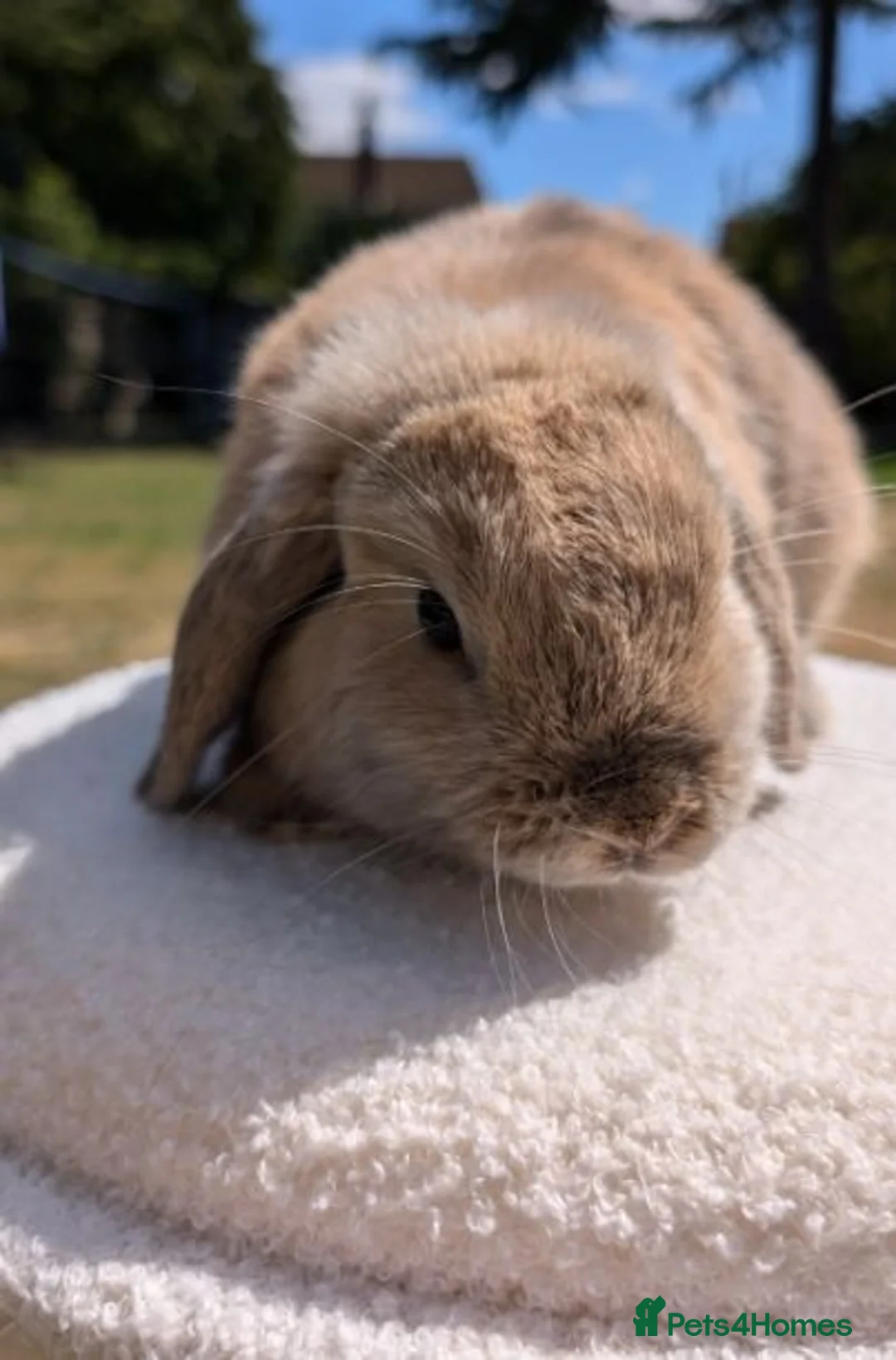 Mini Lop rabbits for sale: Pure Bred Mini Lops - Advert 2