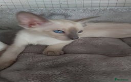 Oriental cats for sale: Full Pedigree Oriental 6 Kittens XL size ears GCCF - Image 15