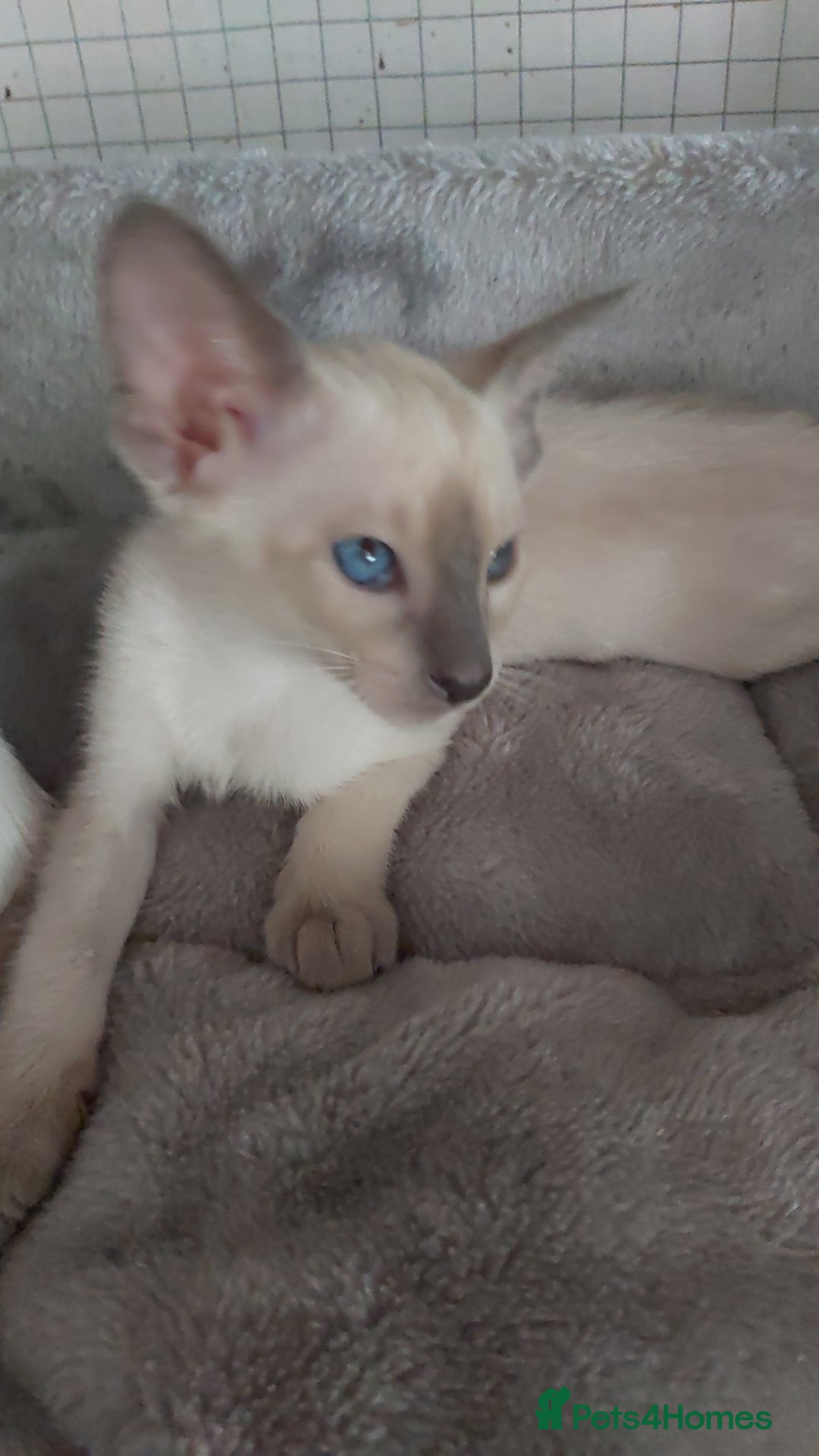 Oriental cats for sale: Full Pedigree Oriental 6 Kittens XL size ears GCCF - Image 15