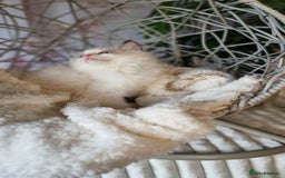 Ragdoll cats for sale: Quality Tica reg Ragdoll kittens  - Image 30