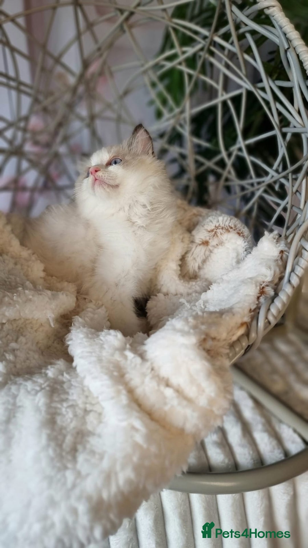 Ragdoll cats for sale: Quality Tica reg Ragdoll kittens  - Image 30