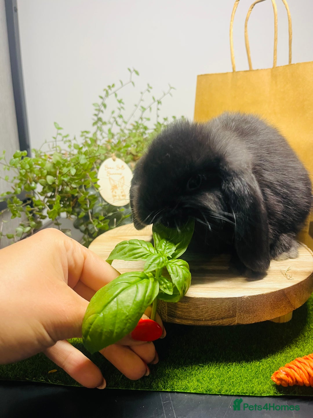 Mini Lop rabbits for sale: Beautiful pure bred Mini Lops  - Image 4