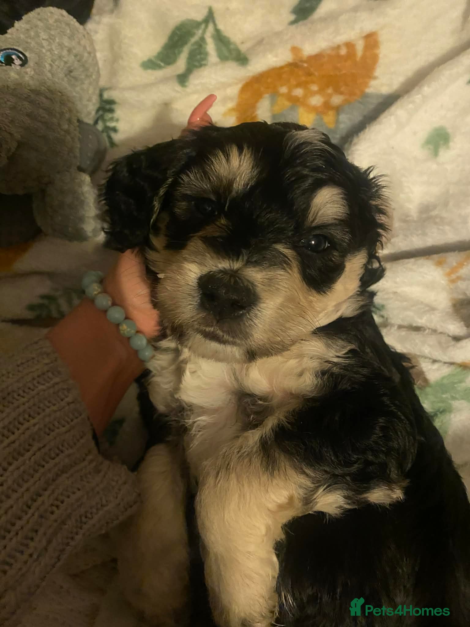 Sproodle dogs 🧸 3 male sproodle puppies ready in 2 weeks - Advert 1