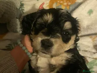 Sproodle dogs 🧸 3 male sproodle puppies ready in 2 weeks - Advert 1