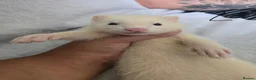 Ferret rodents for sale: Stunning part angora kits for sale in Cardiff - Advert 20