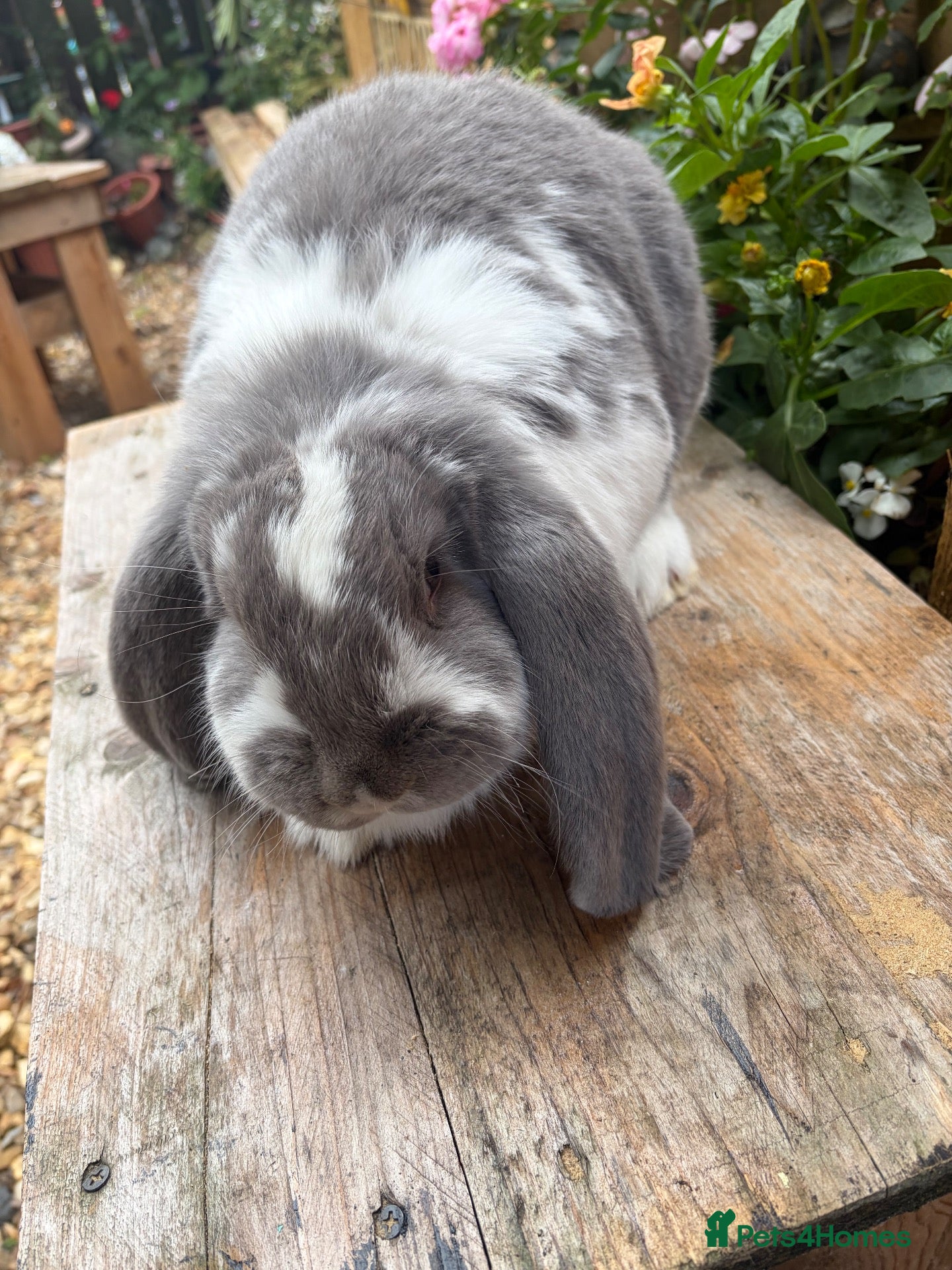 French Lop rabbits French lops - Advert 1