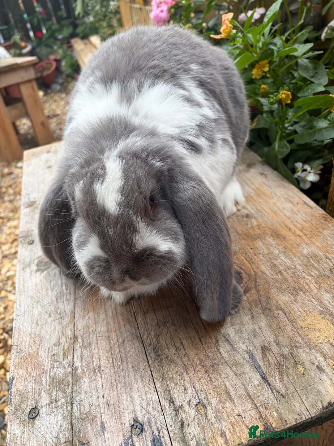 French Lop rabbits for sale: French lops - Advert 1