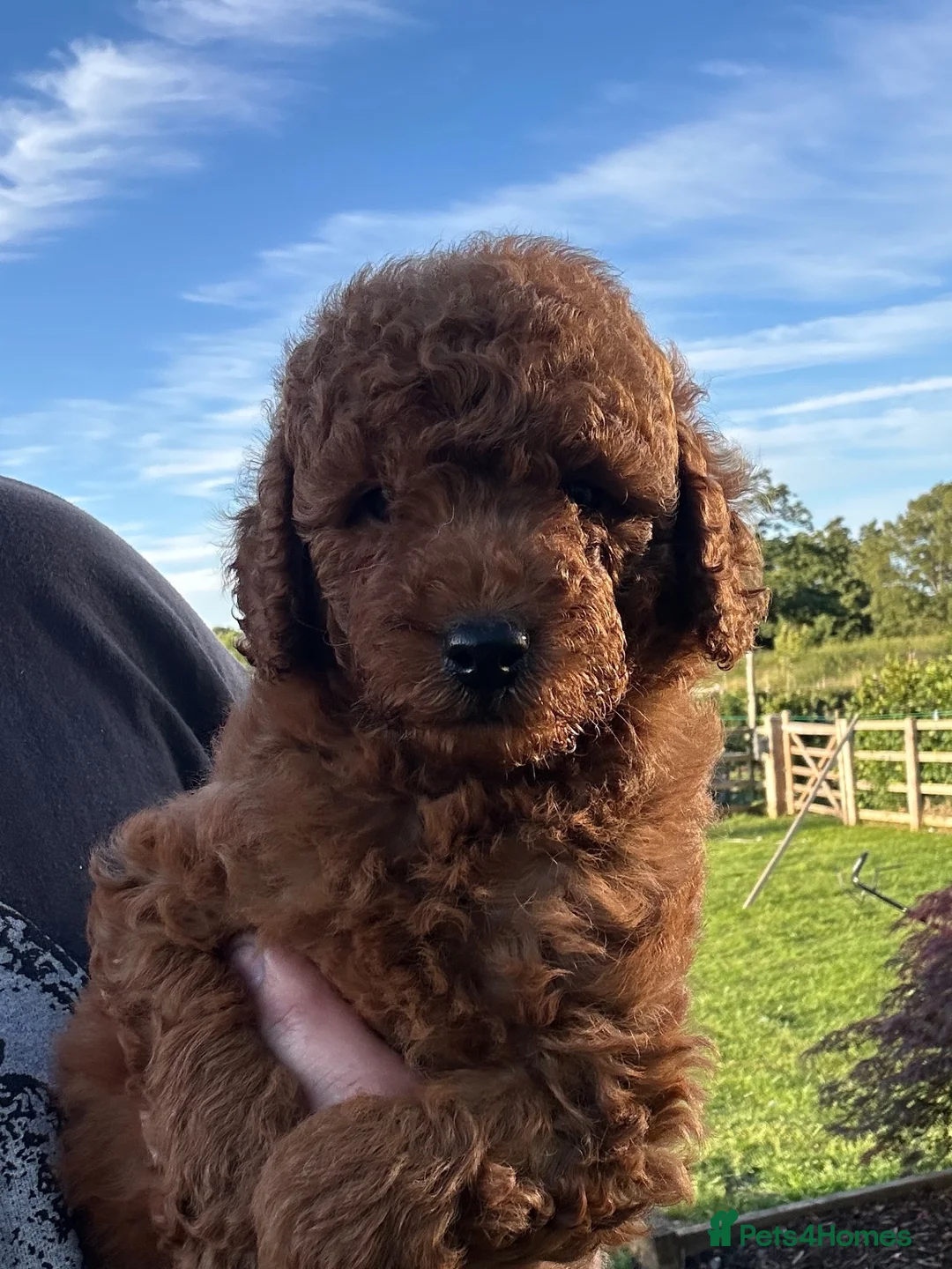 Miniature Poodle dogs for sale: Stunning Miniature Poodle Puppies - Health Tested - Advert 1