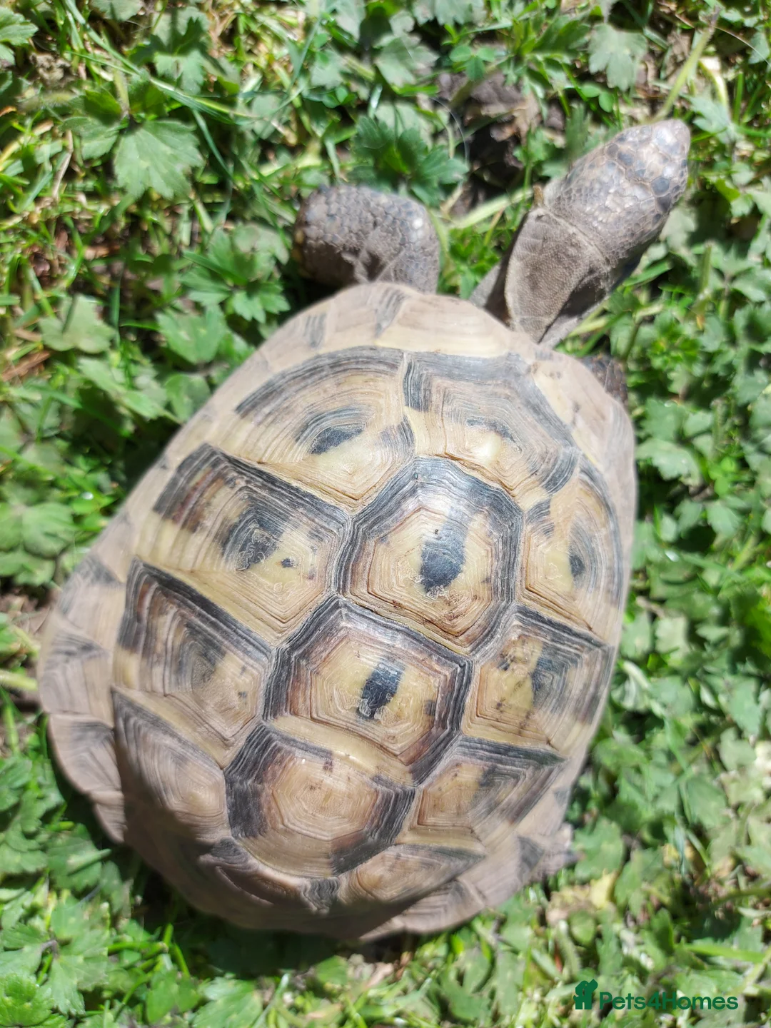 Tortoise reptiles for sale: Herman Torroise - Advert 5