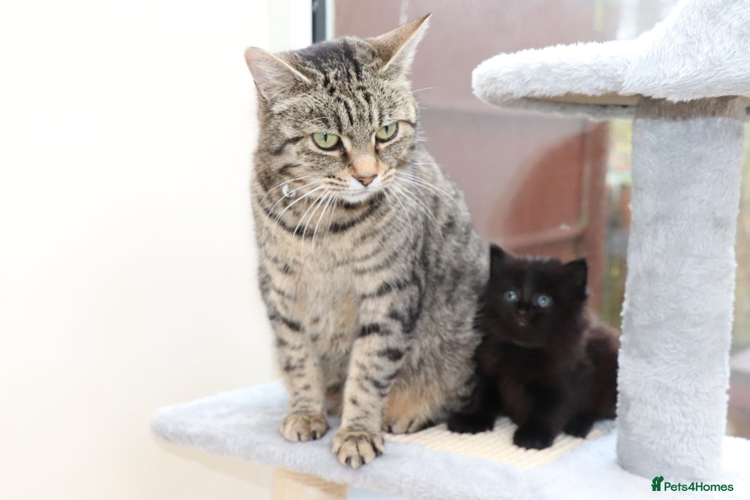 Mixed Breed cats for sale: Adorable Kittens - Advert 20