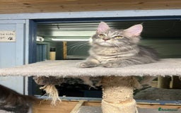 Maine Coon cats for sale: 2 Maine Coon Boys Ready To Go! - Image 6