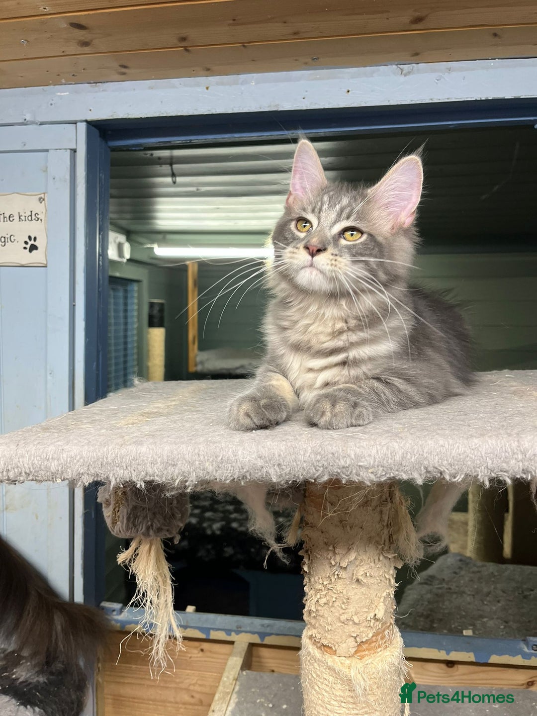 Maine Coon cats for sale: 2 Maine Coon Boys Ready To Go! - Image 6