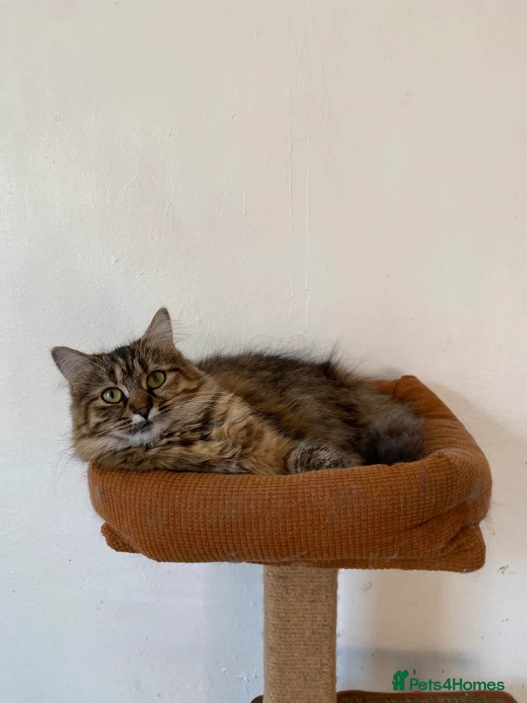 Mixed Breed cats for sale: 3 cats (10 months old) - Advert 3