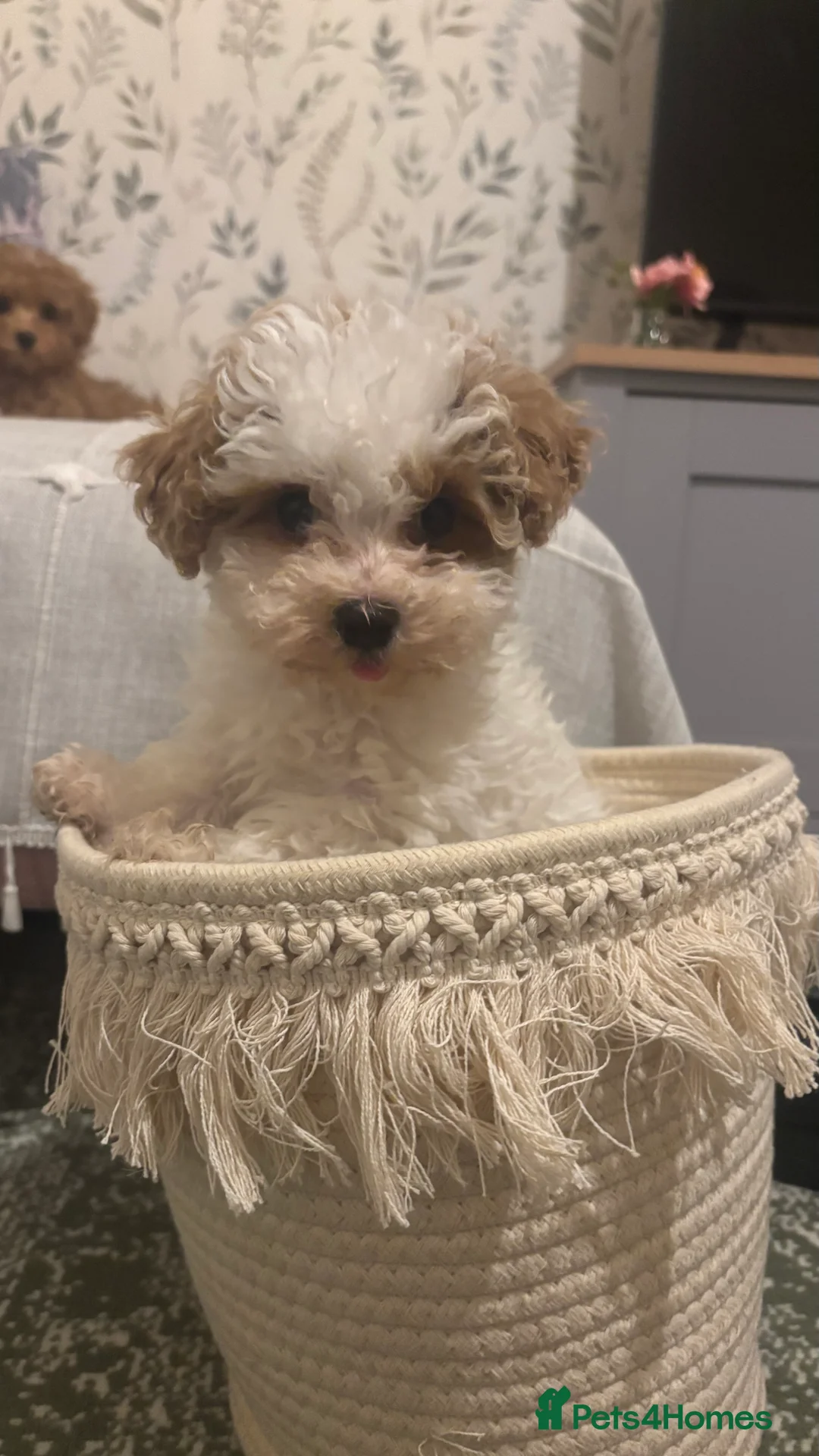 Maltipoo dogs for sale: 2 Maltipoo puppies looking for forever homes - Advert 11