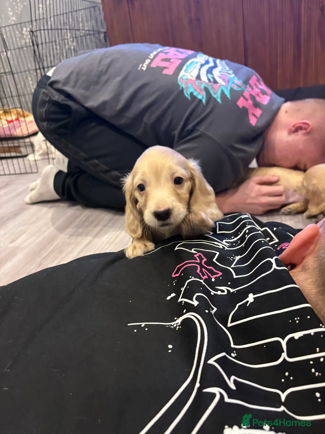 Miniature Dachshund dogs for sale: KC Registered Longhaired Miniature Dachshund Pups - Advert 21