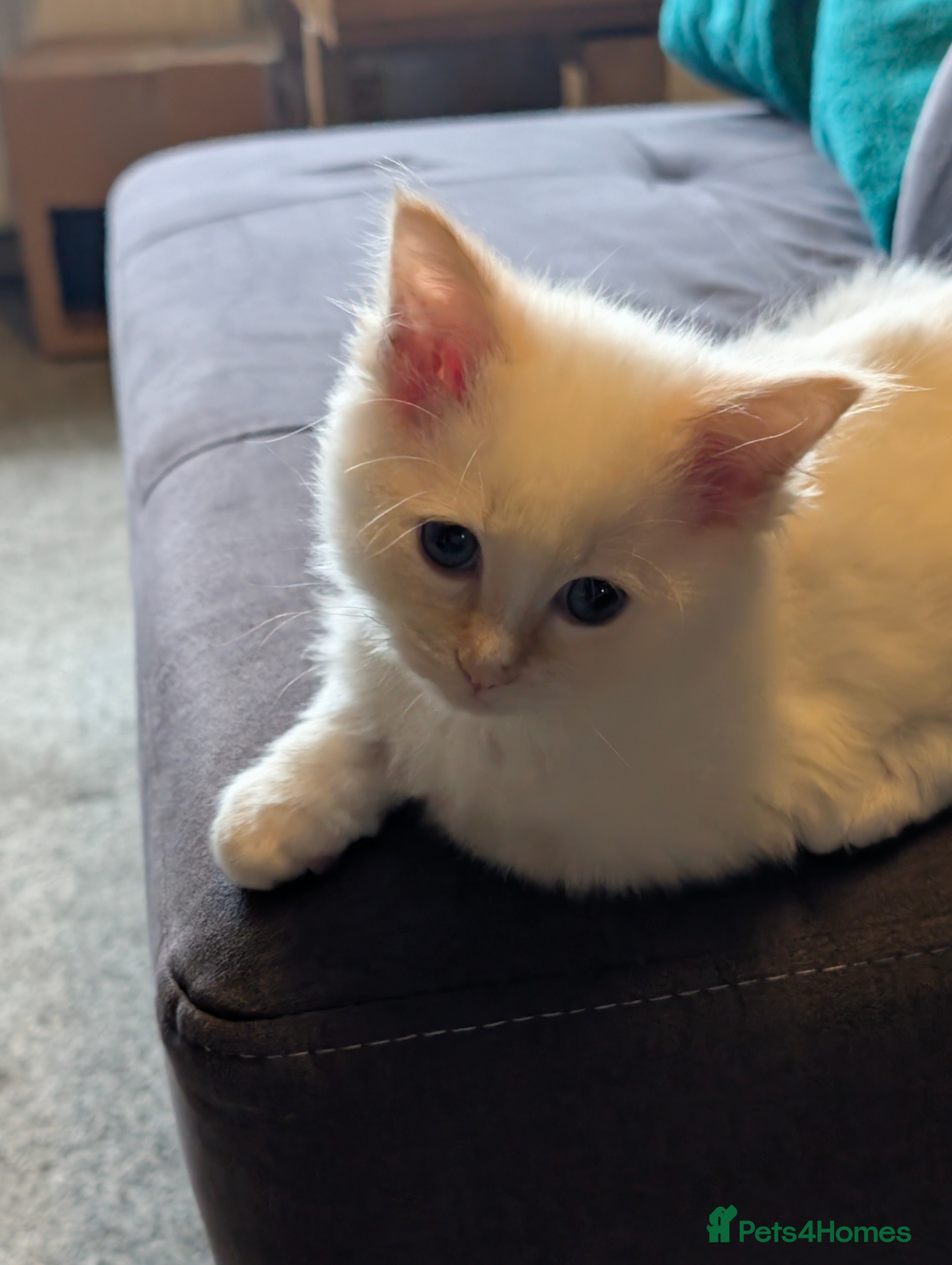 Ragdoll cats Ragdoll  - Advert 13