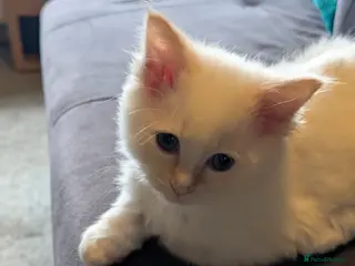 Ragdoll cats Ragdoll - Advert 13